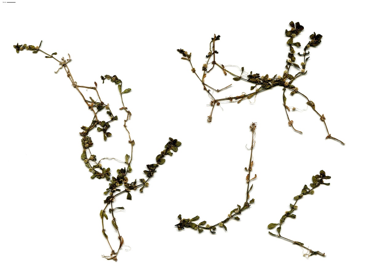 Callitriche stagnalis (Plantaginaceae)